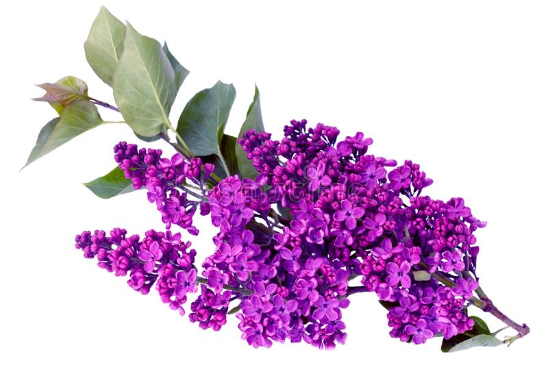 syringa-vulgaris-lilac-purple-lilac-flower-white-background-syringa-vulgaris-lilac-purple-lilac-flower-white-background-145297283.jpg (59 KB)