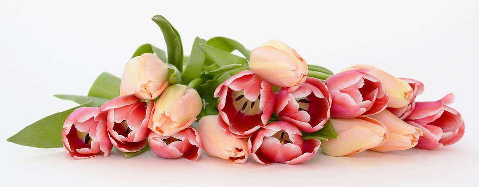 tulips-2152975_960_720.jpg (71 KB)