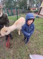 Alpaki w przedszkolu, Dominika Ślubowska