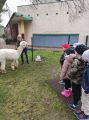 Alpaki w przedszkolu, Dominika Ślubowska